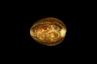 藏品(雪山寶螺)的圖片